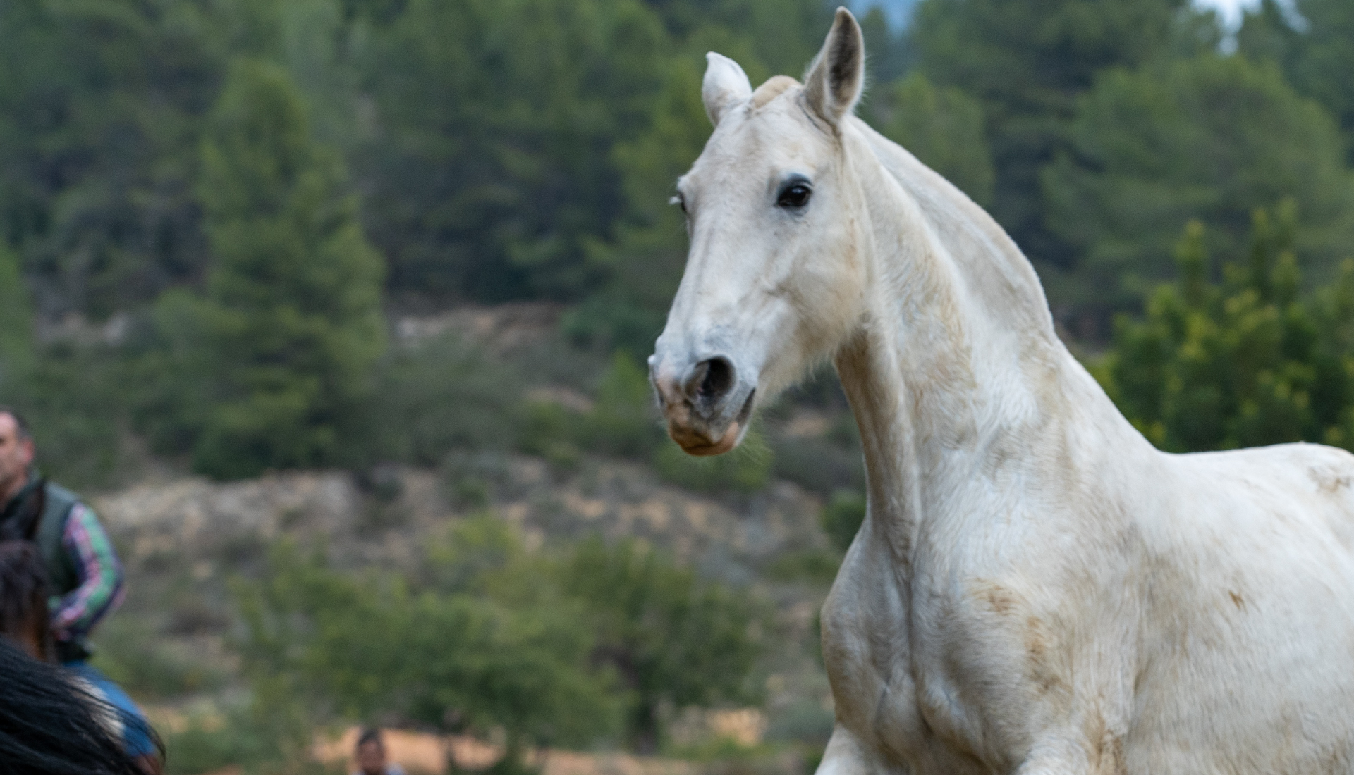 caballo_blanco2